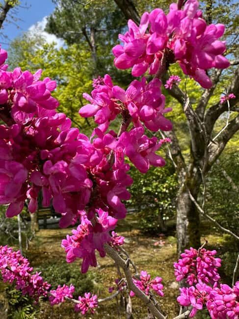 Hidden Kyoto- Countryside & Local Life - Private Car Tour - FAQ