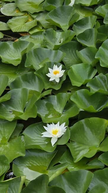 Hidden Pearl Paradise of Lake Skadar - The Practical Aspect: Transportation, Duration, and Cost