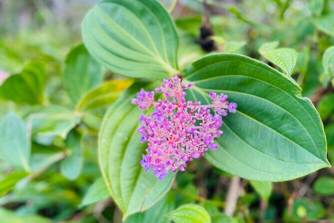 Hidden Waterfall Adventure in Your Rental  Private Tour - FAQ