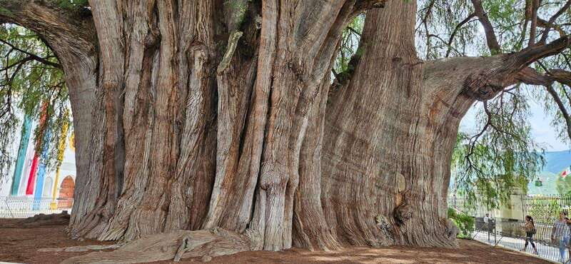 Hierve el agua: A Day of Adventure, Culture, and Flavor - Exploring Oaxaca’s Natural and Cultural Gems