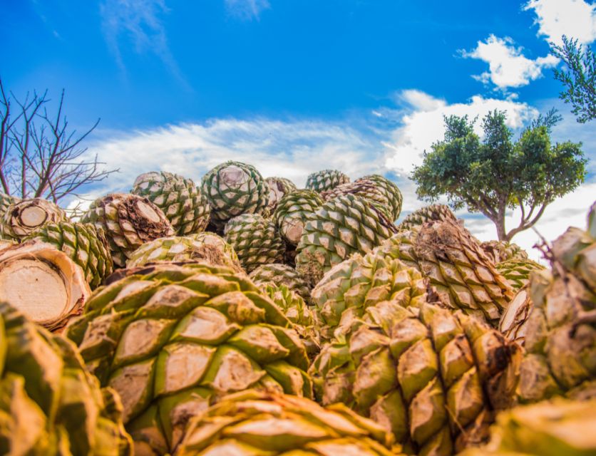 Hierve El Agua, Mitla, Tule, Teotihuacán, and Mezcal Factory - Tour Inclusions