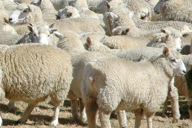 High Country Discovery Tour from Queenstown - Final Thoughts