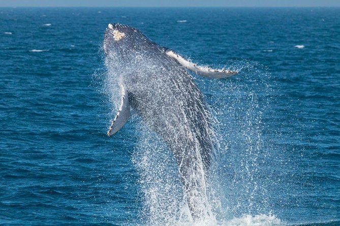 High Speed Zodiac Whale Watching Safari From Dana Point - Wildlife Encounter Guarantee