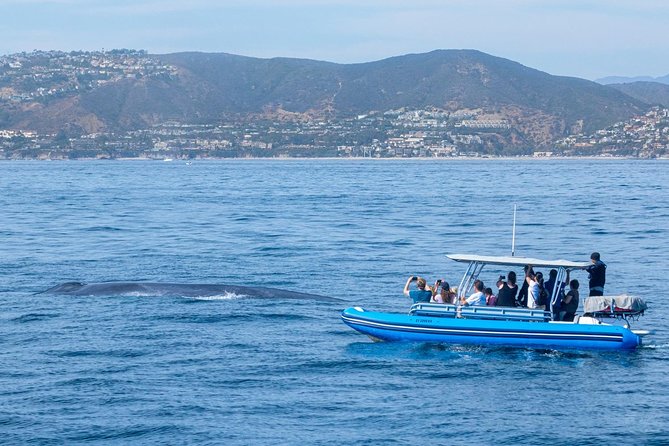 High Speed Zodiac Whale Watching Safari From Dana Point - Customer Experiences and Reviews