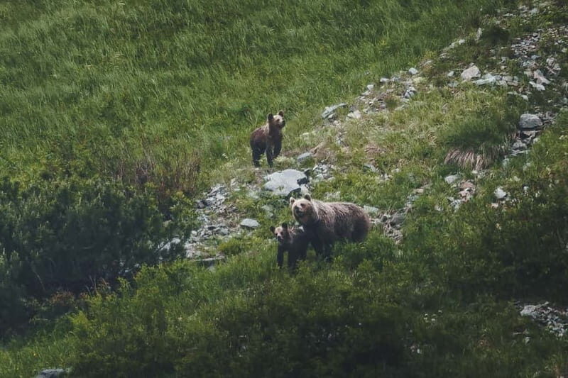 High Tatras: Bearwatching Hiking Tour in Slovakia - Key Points