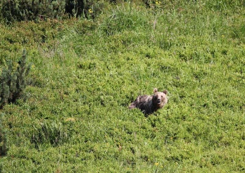 High Tatras: Bearwatching Hiking Tour in Slovakia - An In-Depth Look at the Tour