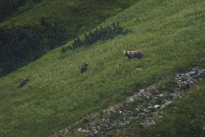 High Tatras: Bearwatching Hiking Tour in Slovakia - Final Thoughts