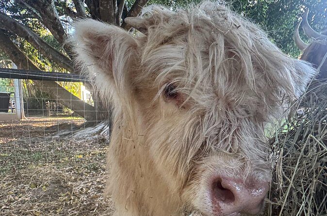 Highland Cow Experience - FAQ