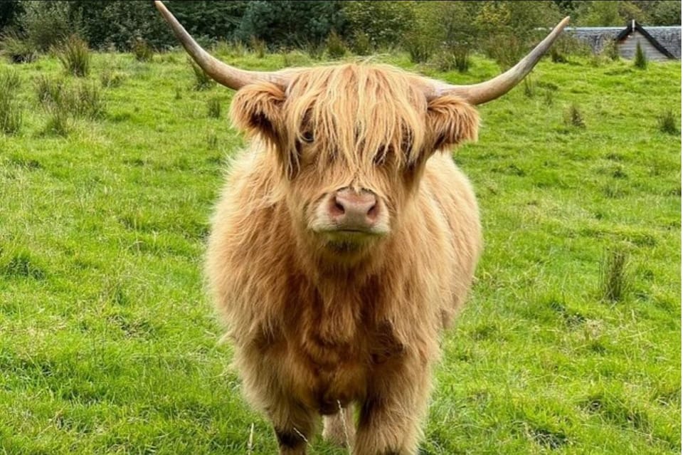 Highland Cows Glasgow Cathedral Kelpies Tour from Edinburgh - Key Points