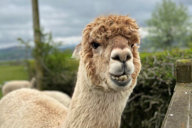 Highland Cows, Walk Alpacas & Scottish Wildlife Centre from Edin. - Key Points