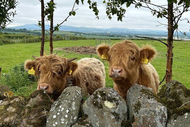 Highland Cows, Walk Alpacas & Scottish Wildlife Centre from Edin. - Transportation and Practical Details