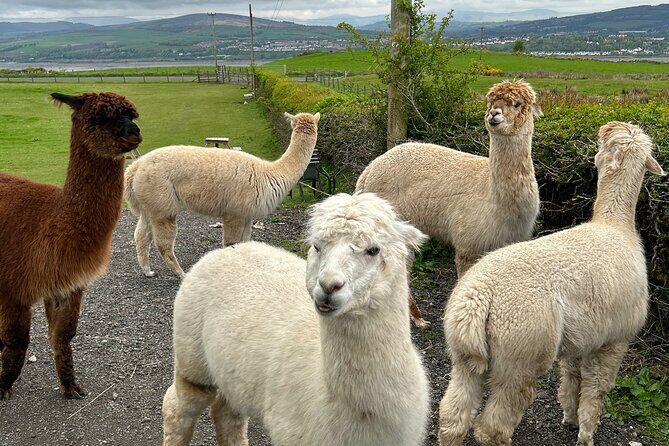 Highland Cows, Walk Alpacas & Scottish Wildlife Centre from Edin. - Authentic Experiences and Review Highlights