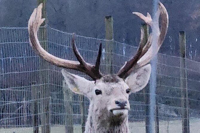 Highland Cows, Walk Alpacas & Scottish Wildlife Centre from Edin. - The Sum Up: Perfect for Animal & Nature Enthusiasts