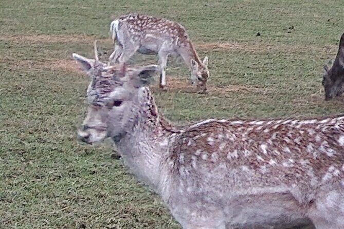 Highland Cows, Walk Alpacas & Scottish Wildlife Centre from Edin. - FAQs