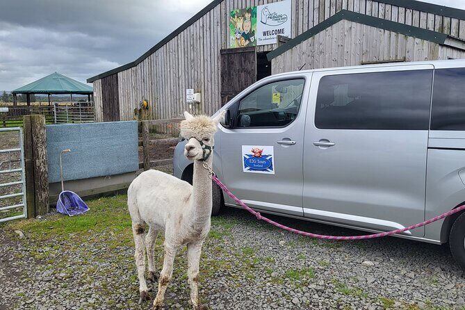 Highland Cows, Walk Alpacas & Visit a Scottish Wildlife Centre - Key Points