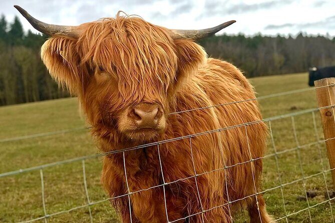 Highland Cows, Walk Alpacas & Visit a Scottish Wildlife Centre - The Sum Up