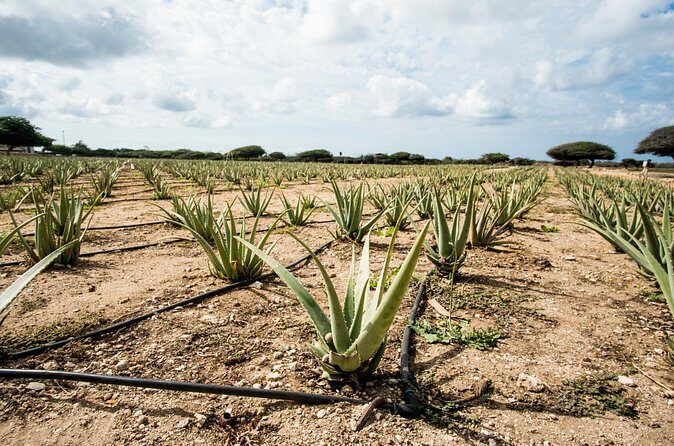 Highlights of Aruba Island Tour - Frequently Asked Questions