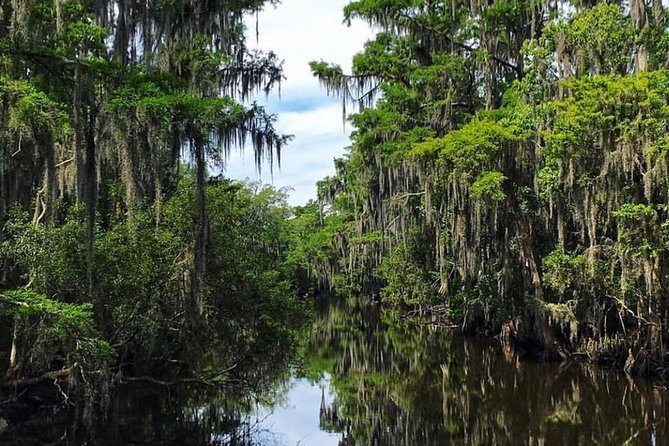 Highlights of New Orleans City and Swamp Tour Combination - Pricing and Reviews