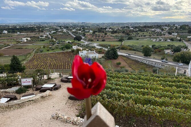 Highlights of Puglia: Bari, Alberobello and the charming villages - Who Is This Tour Best For?  