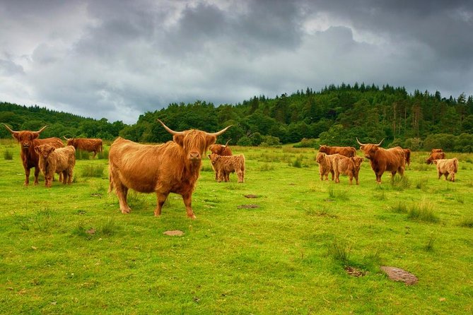 Highlights of Scotland Custom Private Tour With Scottish Local - Door-to-Door Service and Logistics