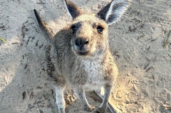 Highlights of the Eurobodalla (half day private tour) - Summary and Final Thoughts