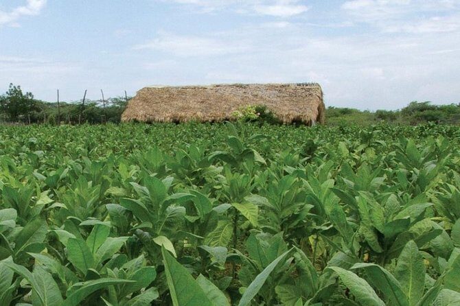 Higuey City Tour - A Cultural Experience From Punta Cana - What’s Included and Whats Not