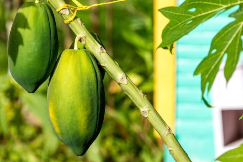 Higuey: Full-Day Tour with River Boat, Lunch, & Voodoo Show - An Introduction to this Full-Day Adventure