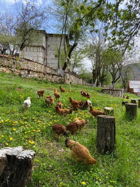 Hike Like Locals: Discover Albania's Hidden Mountain Trail - Practicalities and Tips for Travelers