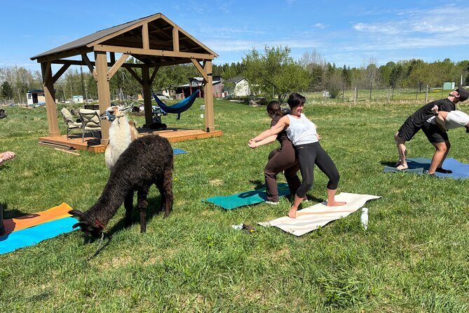 Hike & Lunch with Llamas - Authenticity and Personal Touches