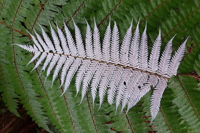 Hike New Zealands Finest Forest - Whirinaki Forest - Nearby Attractions and Activities