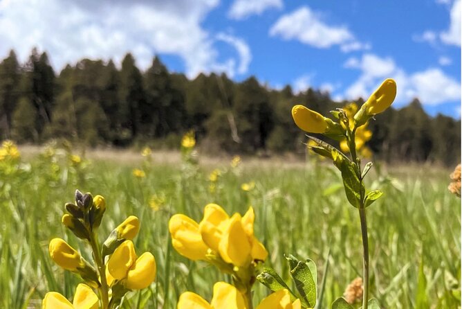 Hike & Paint Adventure in Colorado Rockies - Flexible Booking Options for Your Convenience