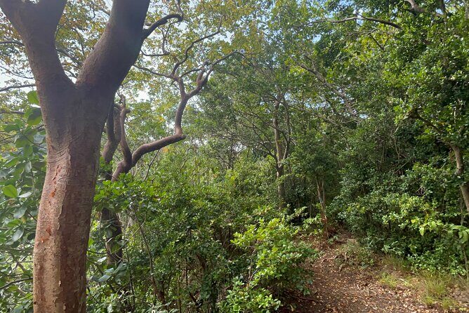 Hike St Kitts: Wingfield Rainforest and Romney Experience - Exploring the Full Itinerary