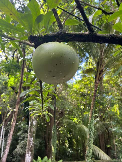 Hike St Kitts: Wingfield Rainforest and Romney Experience - Exploring the Wingfield Rainforest and Romney Experience on St. Kitts