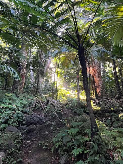 Hike St Kitts: Wingfield Rainforest and Romney Experience - The Experience in Context