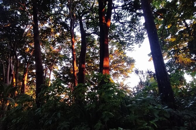 Hike to Elephant Beach Exploring Tropical Flora and Fauna - Flora Diversity