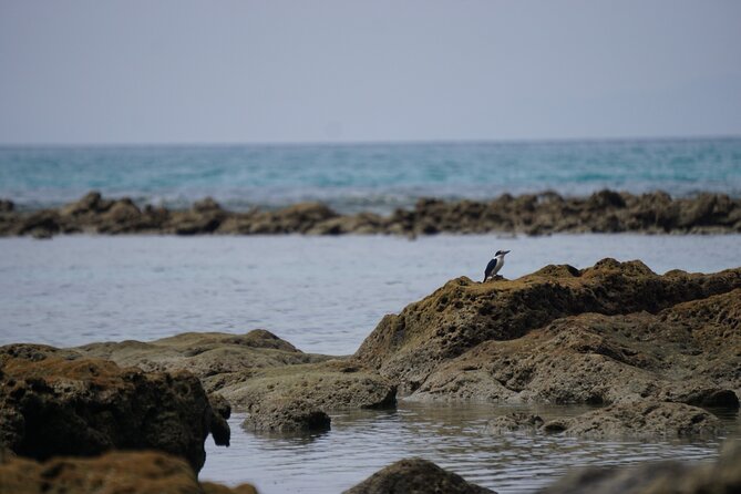 Hike to Elephant Beach Exploring Tropical Flora and Fauna - Fauna Encounters