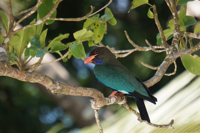 Hike to Elephant Beach Exploring Tropical Flora and Fauna - Traveler Experiences