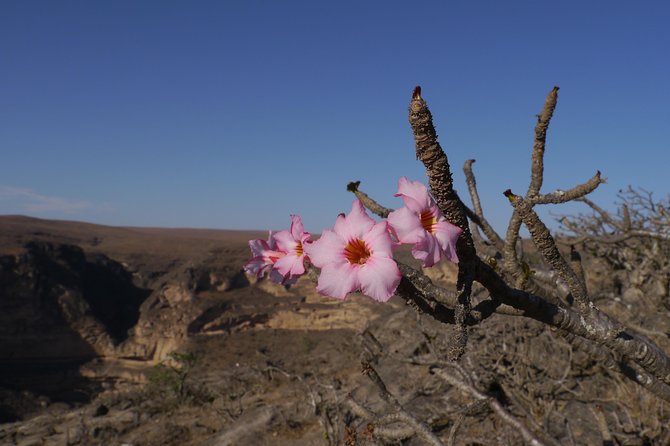 Hike to Taiq Cave - Sinkhole and Baobab Forest - Reviews and Feedback