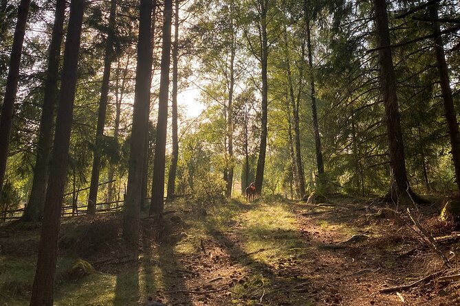 Hike With Wild Forage Surviving Tips and Local Lunch at the Lake - Preparing a Foraged Meal