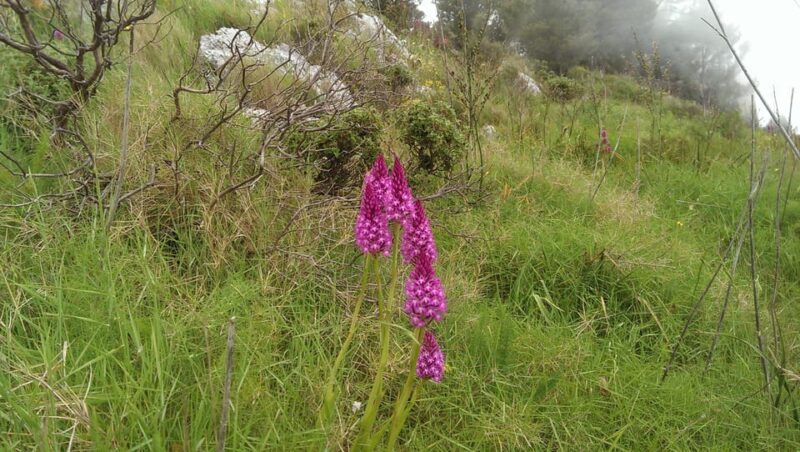 Hiking Anacapri:discover nature away from the crowds,ascent to MonteSolaro - FAQs
