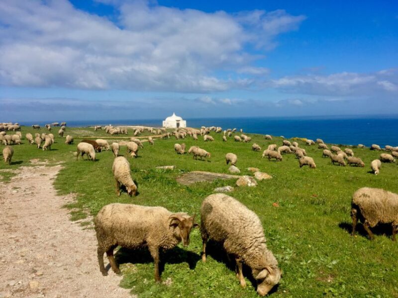 HIKING around Lisbon: Jurassic Dinosaur Trails of Espichel - FAQ