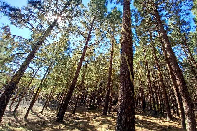 Hiking Classic Tenerife - Transportation Details