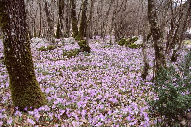 Hiking Escape Near Herceg Novi - An In-Depth Look at the Hiking Escape Near Herceg Novi