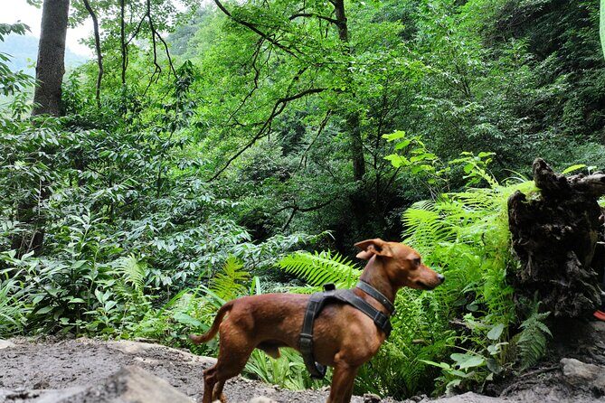 Hiking in Batumi ( Mtirala National Park) - A Closer Look at the Mtirala National Park Hiking Tour