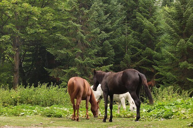 Hiking in Batumi ( Mtirala National Park) - Authentic Guidance and Positive Feedback