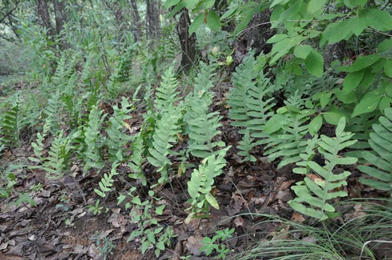 Hiking in Benito Juárez National Park - The Value of the Experience