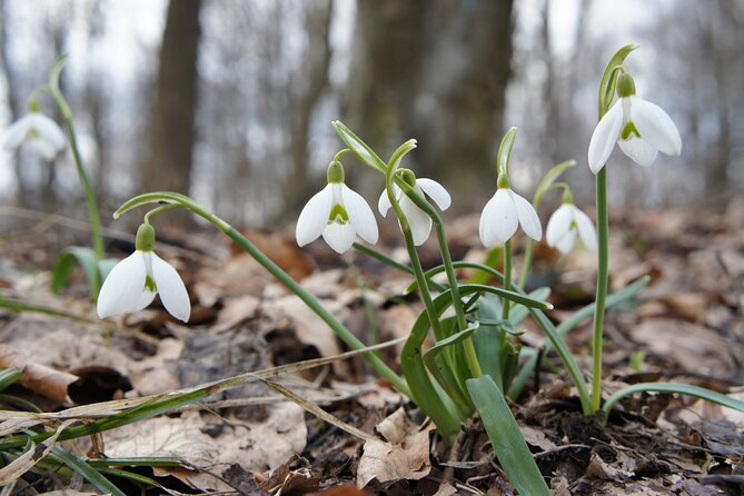Hiking in Budapest - Cancellation Policy