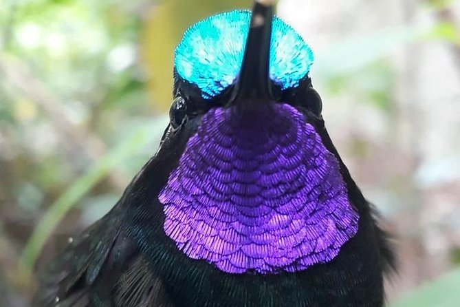 Hiking in the Cloud Forest - Essential Tour Details