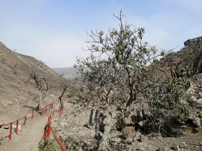 Hiking Lomas De Lachay in Lima - Key Points
