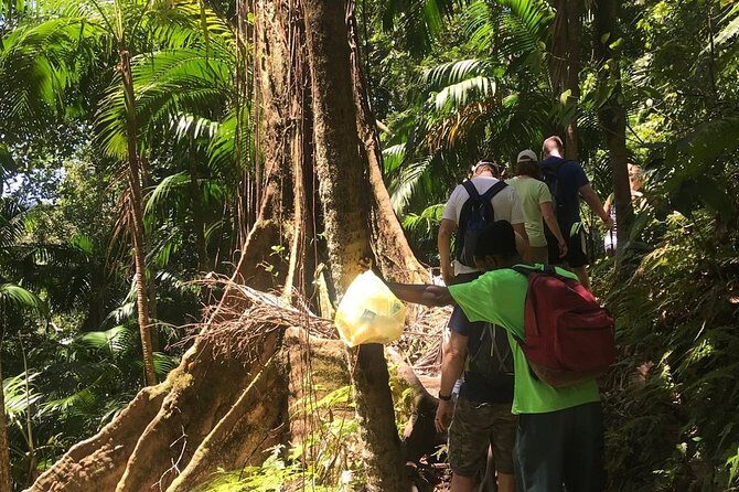 Hiking Mount Liamuiga Volcano in St Kitts - Who Will Love This Experience?